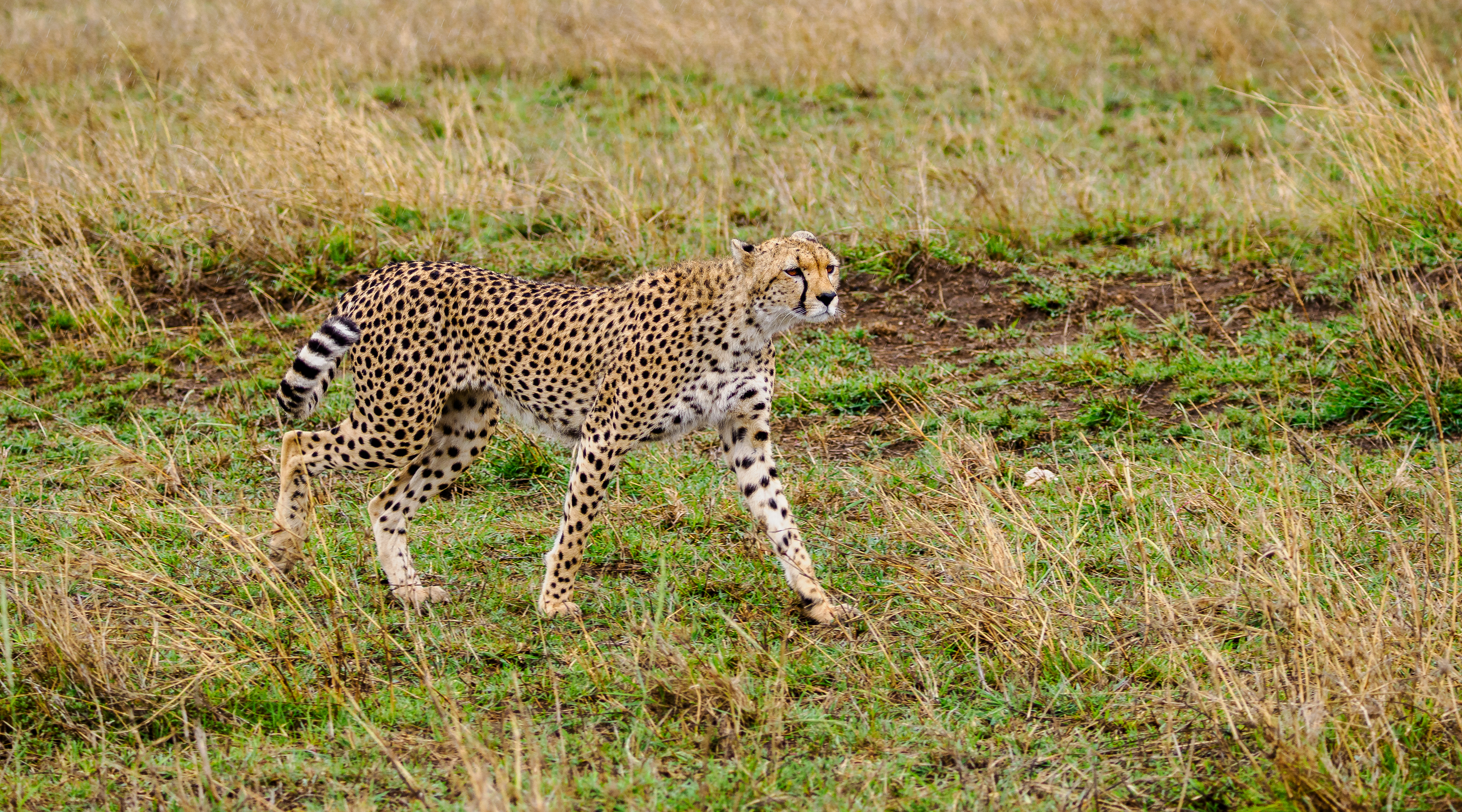 African safari landscape and wildlife adventure African safari landscape and wildlife adventure