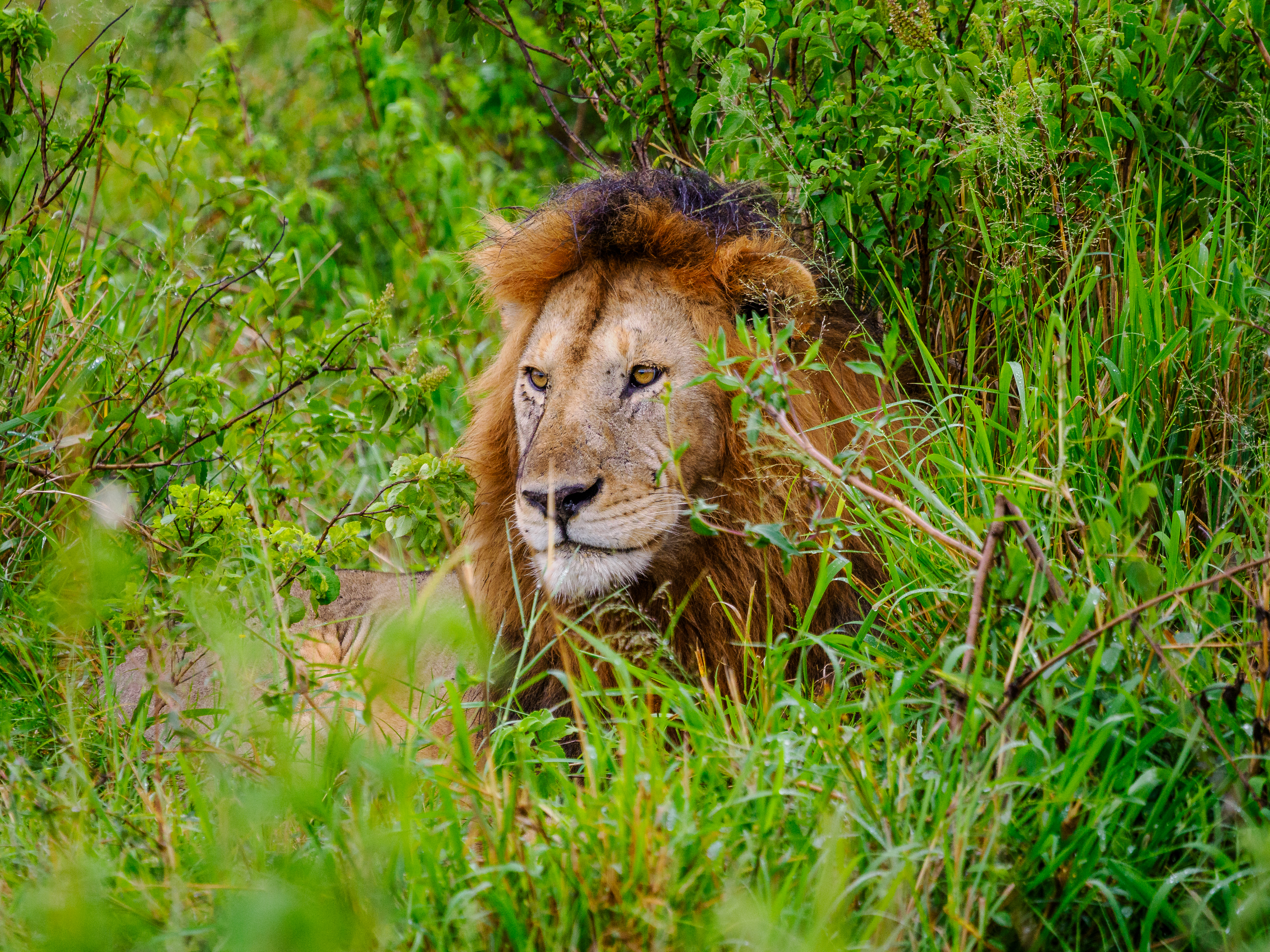East Africa savanna and natural wilderness East Africa savanna and natural wilderness