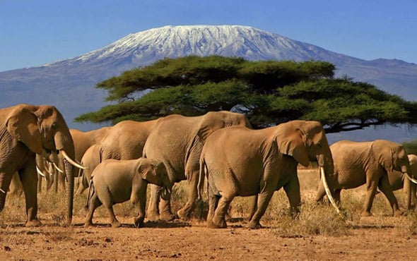 Authentic African safari adventures