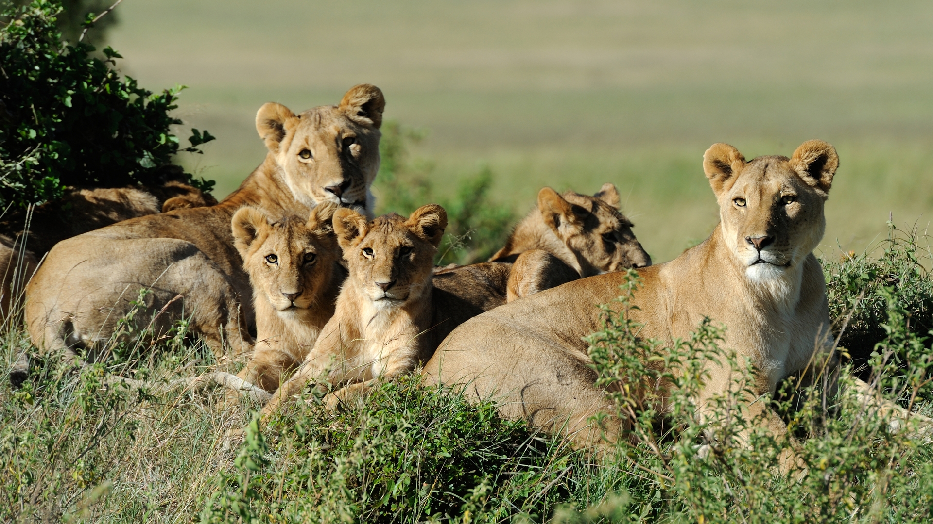 African safari landscape